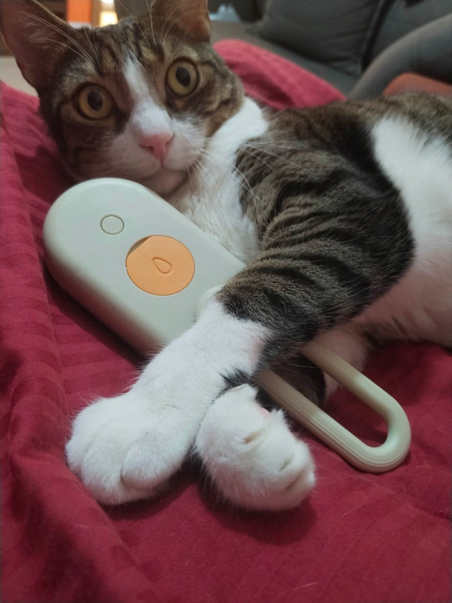 Spazzola a vapore per gatti